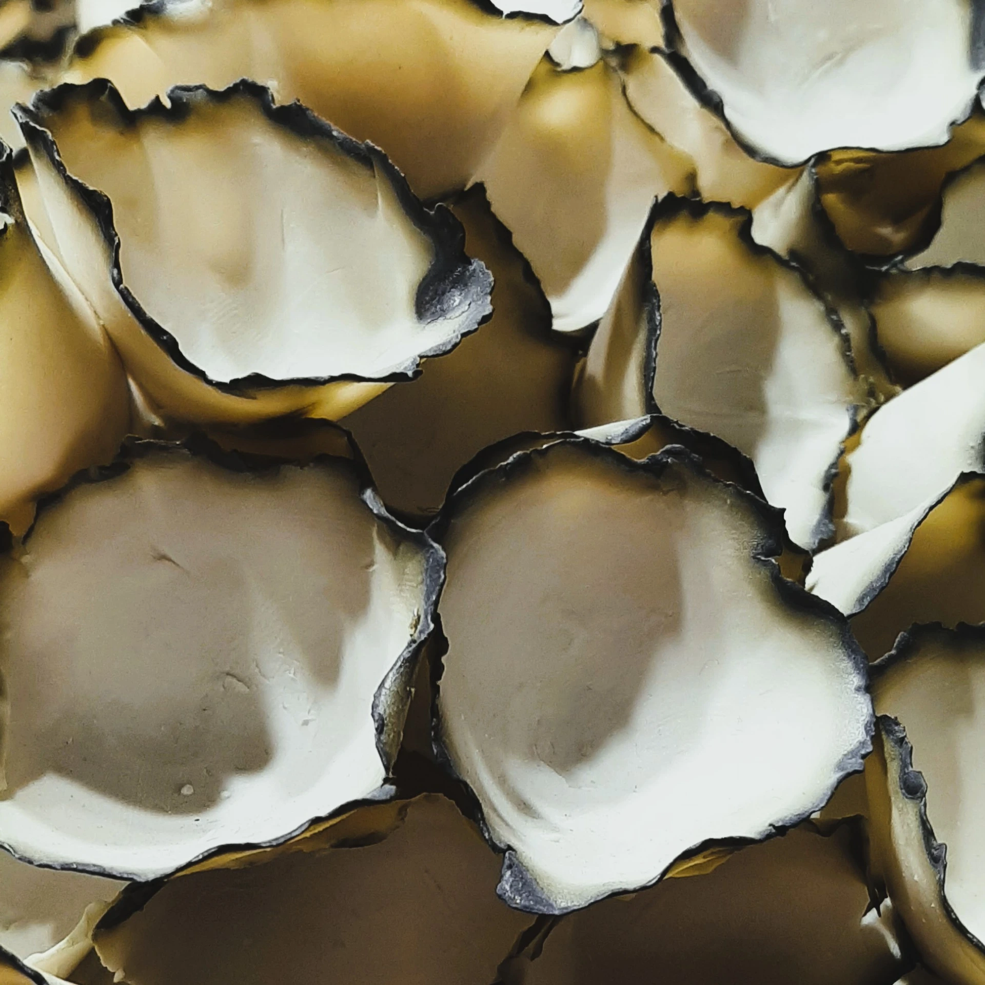 Oyster