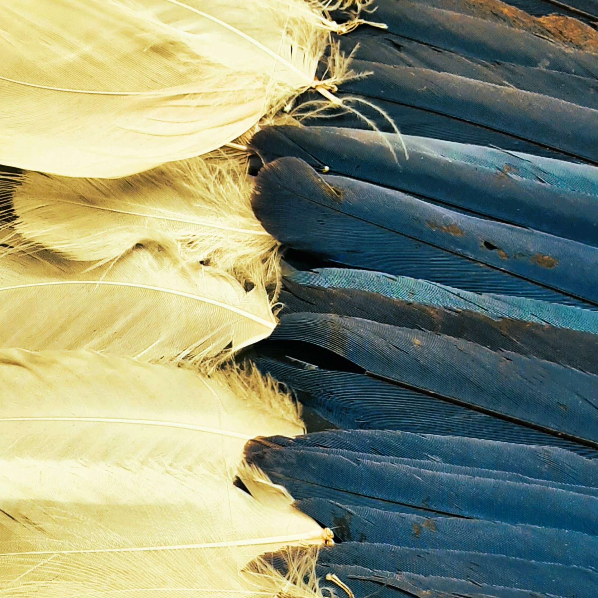 Feathers II.